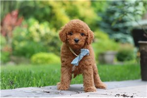 Evan - puppy for sale
