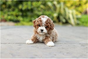 Leilani - puppy for sale