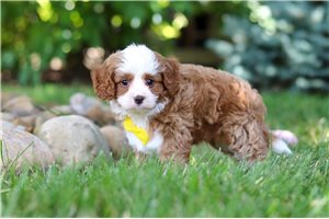 Veto - Cavapoo for sale