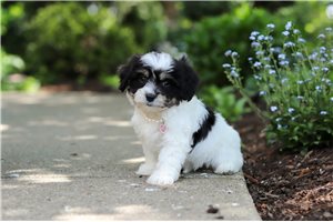 Callie - Cavapoo for sale