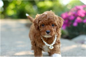 Giselle - puppy for sale