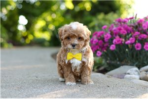 Georgie - puppy for sale