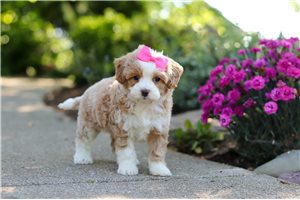 Gina - puppy for sale