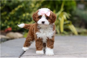 Risha - Cavapoo for sale