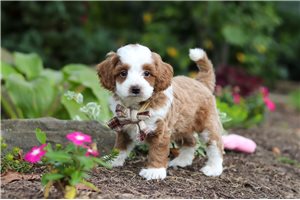 Elias - puppy for sale