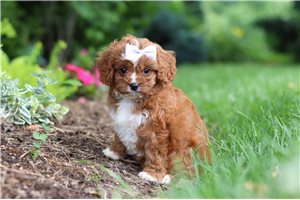 Dixie - Cavapoo for sale