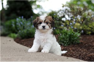 Cullen - Cavapoo for sale