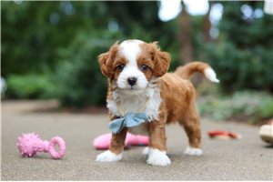 Ernesto - puppy for sale
