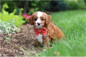 Dave - puppy for sale