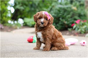 Emily - Cavapoo, placed in Tuscarawas Co