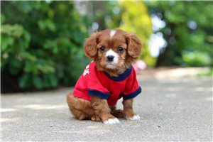 Hanson - Cavalier King Charles Spaniel for sale