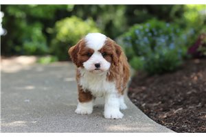 Camden - Cavapoo for sale