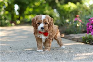Gabriel - Cavapoo for sale