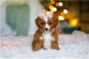 Tiffany - Cavapoo for sale