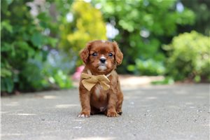 Happy - puppy for sale