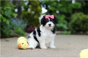 Cadence - Cavapoo for sale