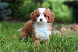 Denver - puppy for sale