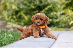 Remi - Cavapoo for sale