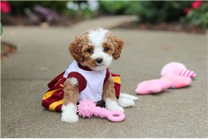 Evie - puppy for sale