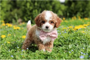 Lucy - Cavapoo for sale