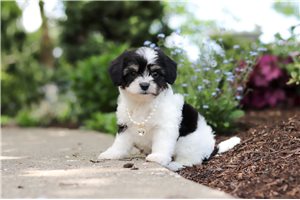 Cleo - Cavapoo for sale