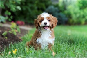 Diana - Cavapoo for sale