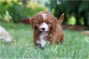Vick - puppy for sale