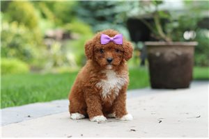 Emily - Cavapoo for sale