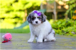 Dolly - Cavapoo for sale
