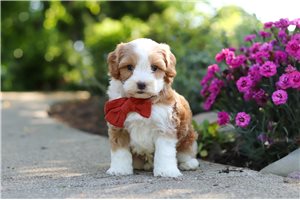 Gregory - puppy for sale