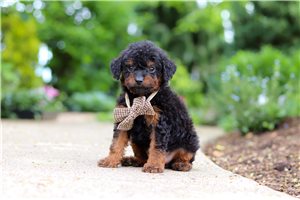 Erik - puppy for sale