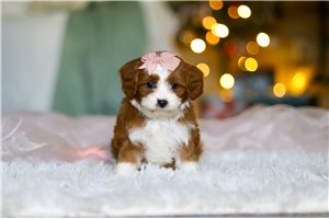 Tonya - Cavapoo for sale