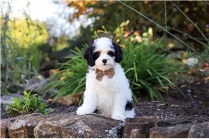 Felton - Cavapoo for sale