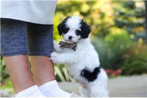 Felton - Cavapoo for sale