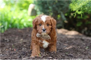 Conrad - Cavapoo for sale