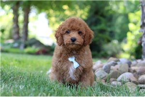 Evan - Cavapoo for sale