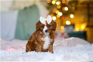 Tammy - Cavapoo for sale