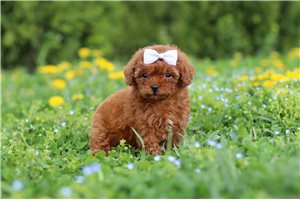 Luna - puppy for sale