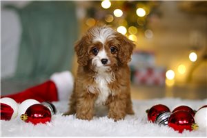 Vermont - Cavapoo for sale