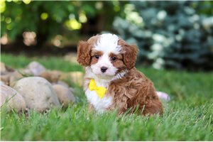Veto - Cavapoo for sale