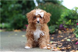 Dixie - Cavapoo for sale