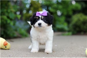 Clara - Cavapoo for sale