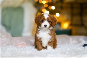 Tasha - puppy for sale