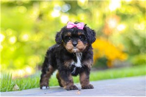 Drue - puppy for sale