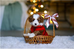 Thatcher - Cavapoo for sale