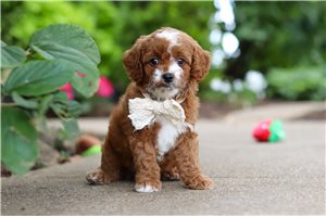 Erika - Cavapoo, placed in Tuscarawas Co