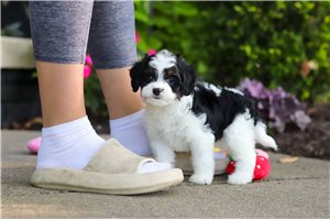 Faith - puppy for sale
