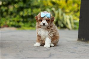 Lydia - puppy for sale