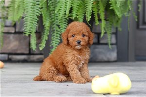 Elias - Cavapoo for sale