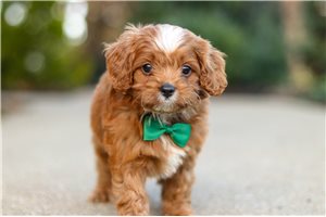 Vance - Cavapoo for sale